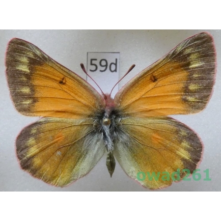 Colias meadii W.H. Edwards, 1871 female USA59d